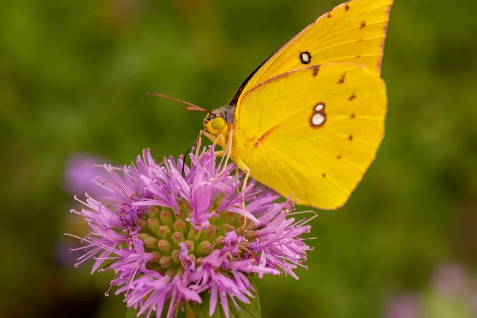 Close-up of yellow dogface butterfly sitting on purple flower.